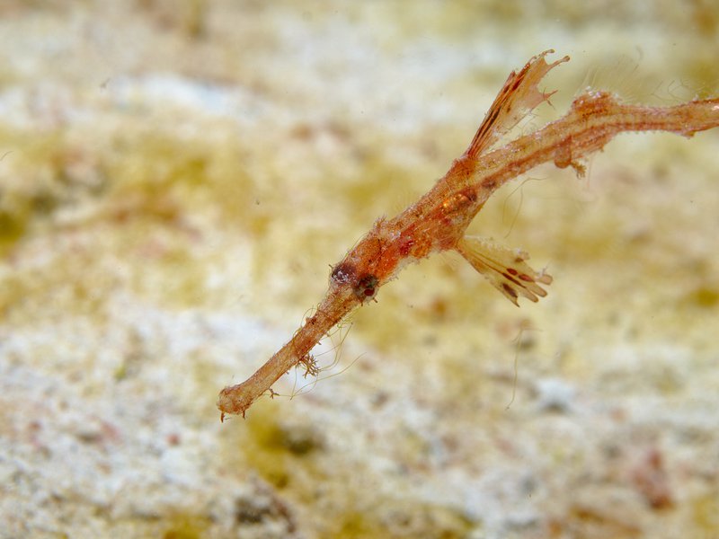 Ghost pipe fish, House Reef